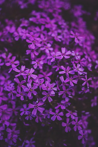 Close-up of vibrant purple phlox flowers in a garden