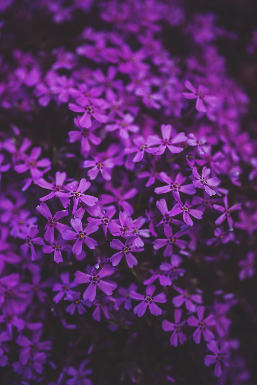 Close-up of vibrant purple phlox flowers in a garden