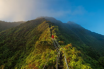 Woman hiking steep mountain stairs in lush green forest