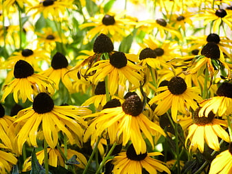 Vibrant Yellow Black-Eyed Susans in Full Bloom