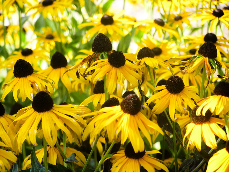 Vibrant Yellow Black-Eyed Susans in Full Bloom