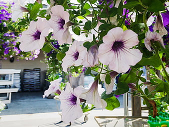 Close-up of white and purple petunias in a garden center
