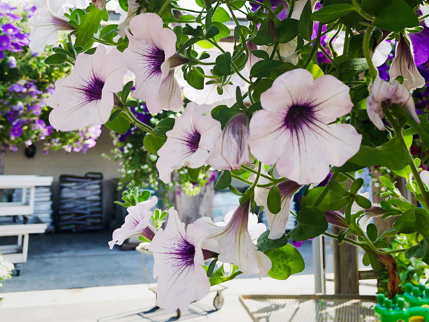 Close-up of white and purple petunias in a garden center