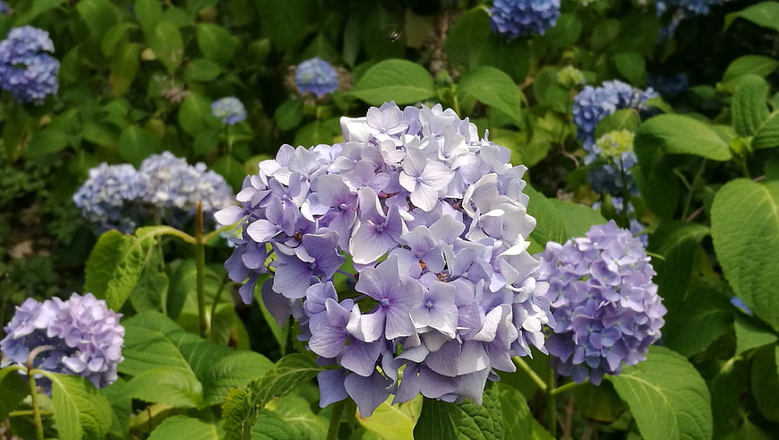 Close-up of purple hydrangea flowers in a lush green garden