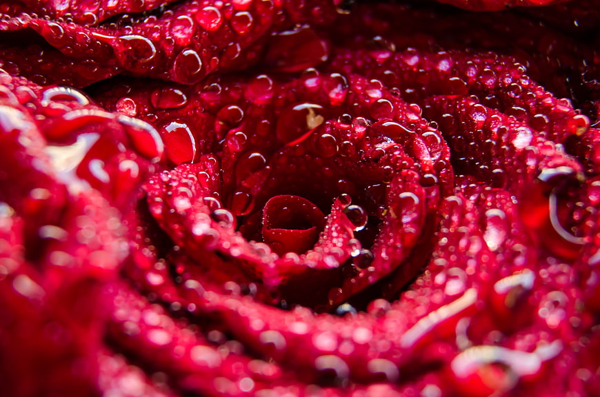 Macro Close-Up of Red Rose Petals with Water Droplets