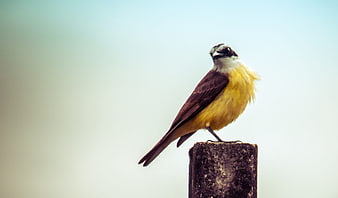 Cattle Egret perched on wooden post against blue sky
