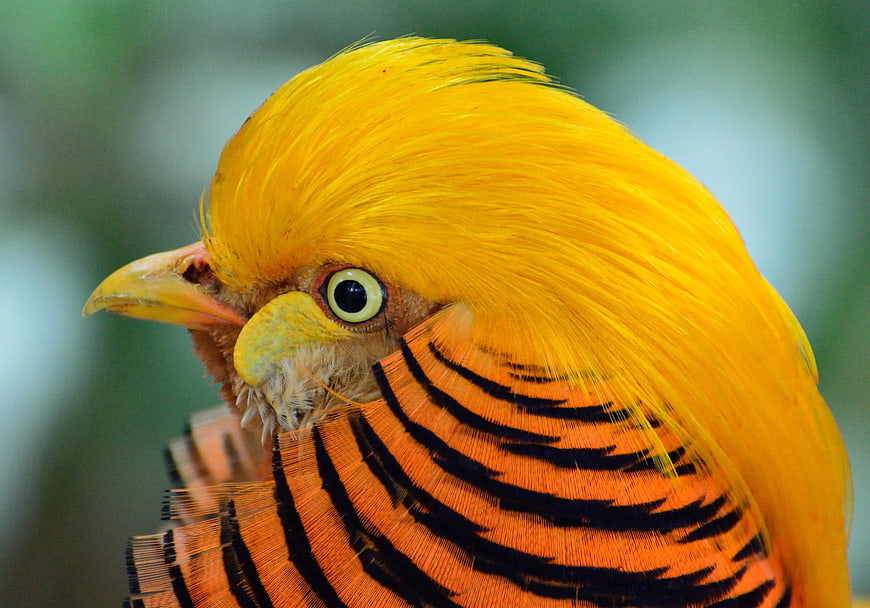 Close-up of Golden Pheasant Head with Yellow Crest