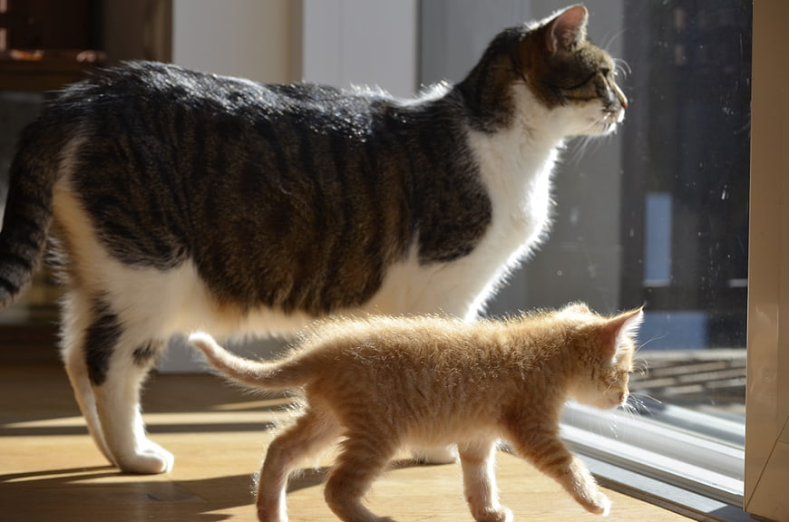 Tabby Cat And Orange Kitten Walking Together By Window