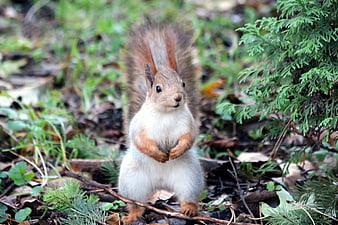 Cute Red Squirrel Standing in Forest Undergrowth