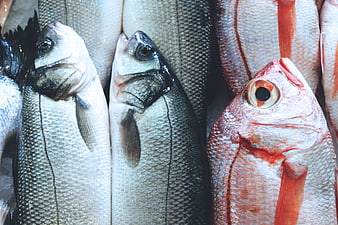 Fresh Whole Fish Display At Seafood Market
