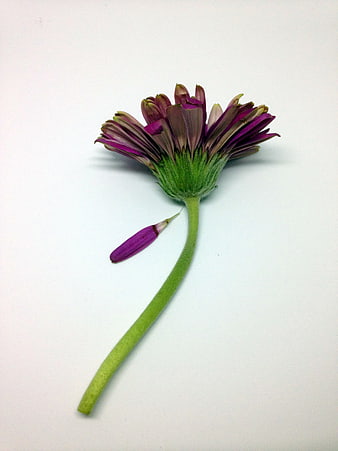 Purple Gerbera Daisy on White Background