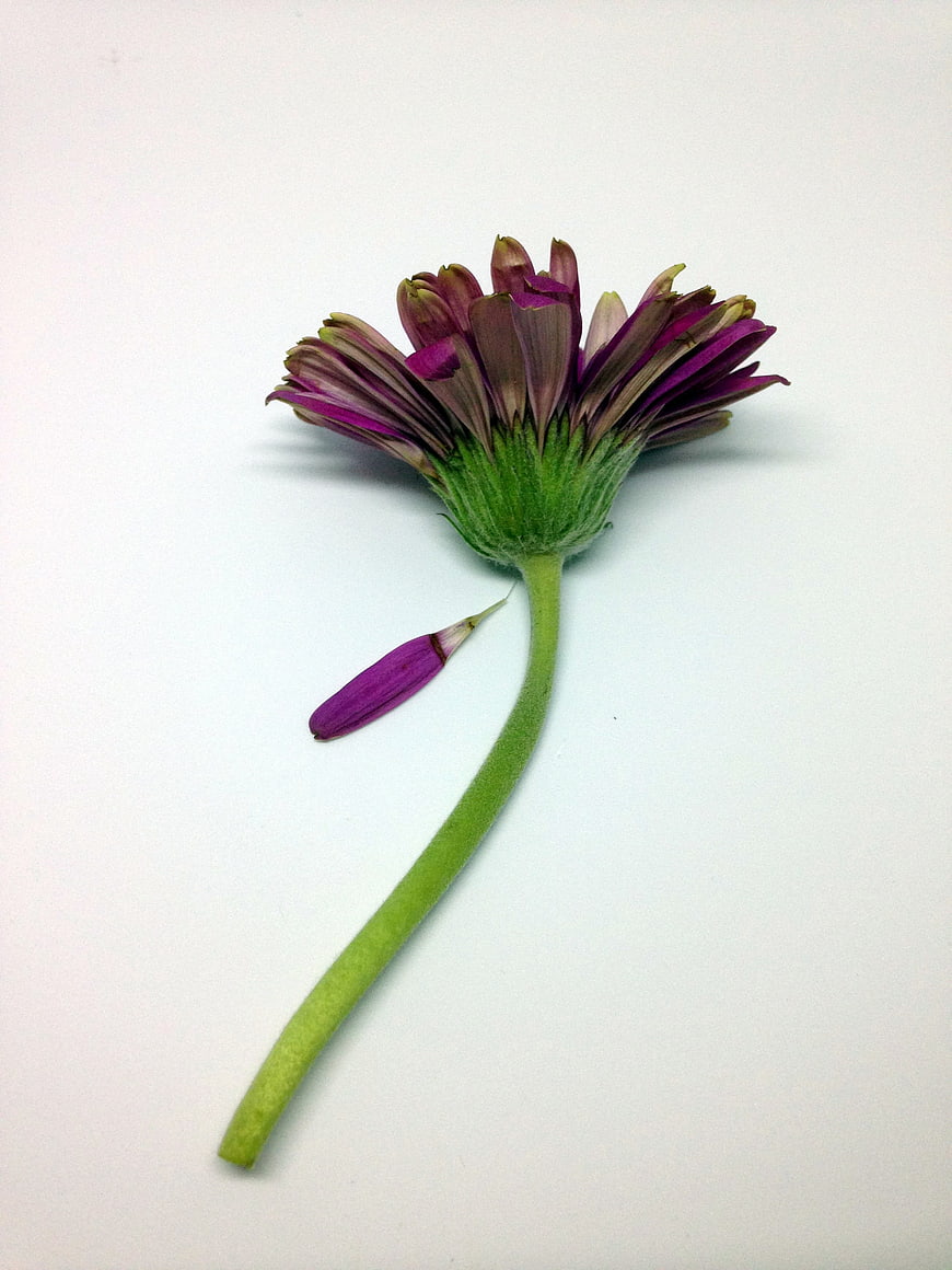 Purple Gerbera Daisy on White Background