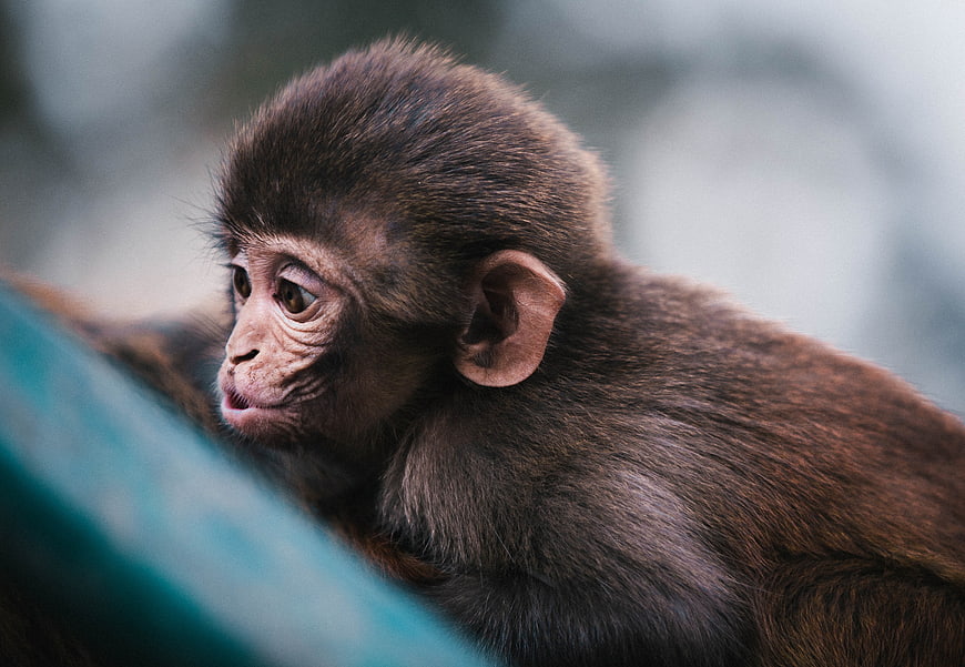 Close-up of a baby monkey looking sideways