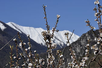 Almond Blossoms Against Snow-Capped Mountain Peak