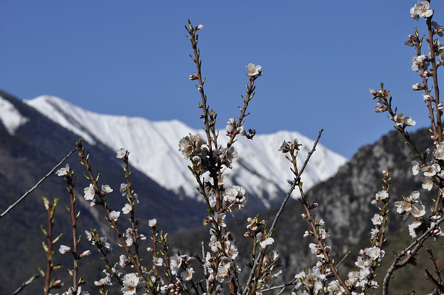 Almond Blossoms Against Snow-Capped Mountain Peak