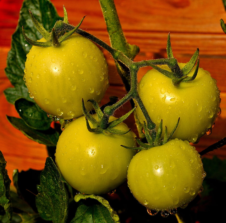 Fresh Green Tomatoes with Water Droplets on Vine