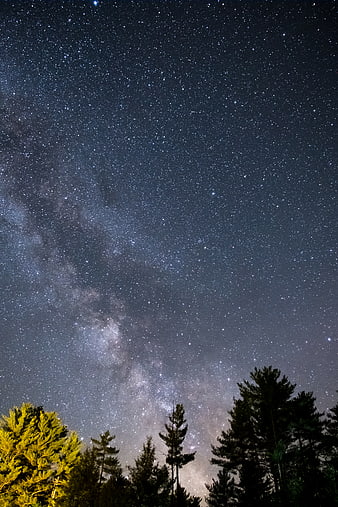 Milky Way Galaxy Over Pine Forest at Night