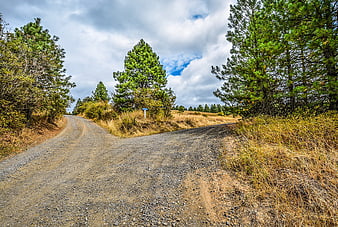 Gravel road fork in pine forest with cloudy sky