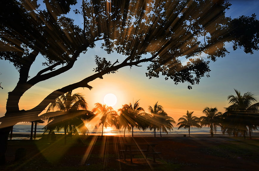 Sunset Silhouette of Palm Trees and Large Tree on Beach