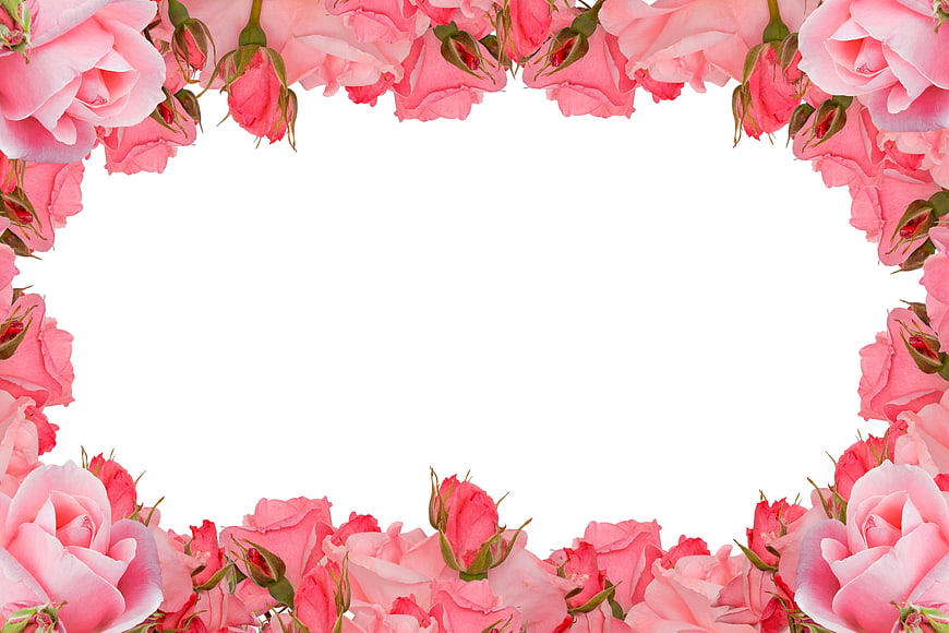 Pink Roses Floral Frame on White Background