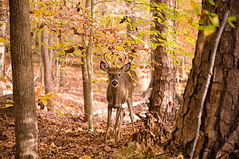 Young Buck Deer Standing in Autumn Forest
