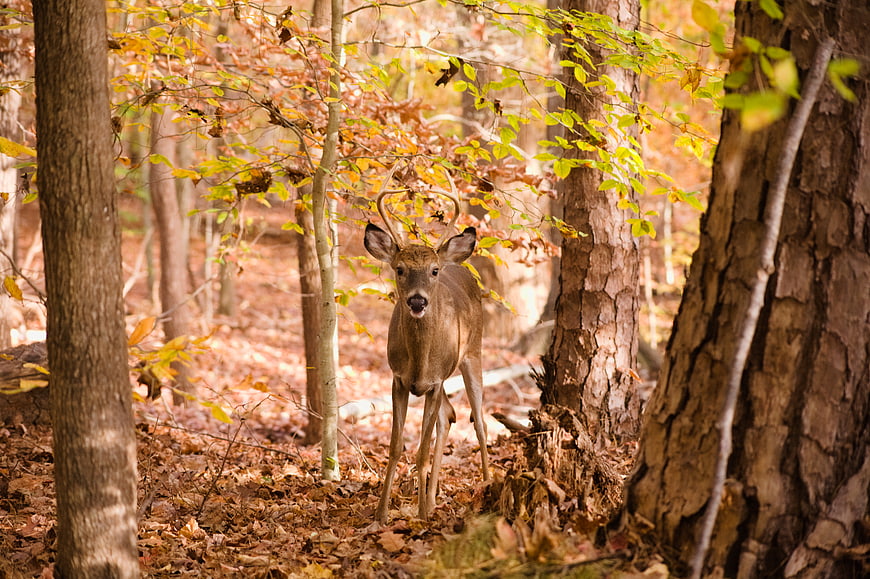 Young Buck Deer Standing in Autumn Forest