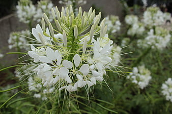 Close-up of White Spider Flower in Garden