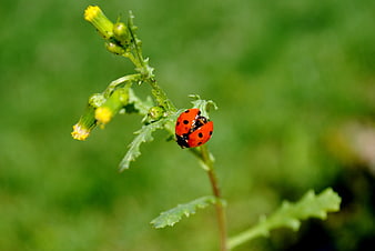 Red Ladybug on Green Plant Stem in Nature
