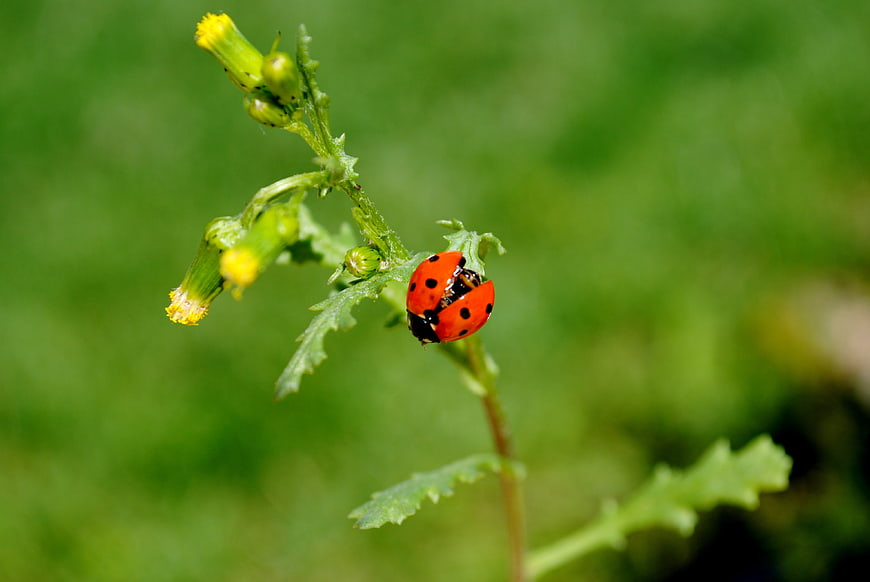 Red Ladybug on Green Plant Stem in Nature