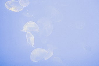 Translucent Moon Jellyfish Floating in Blue Water