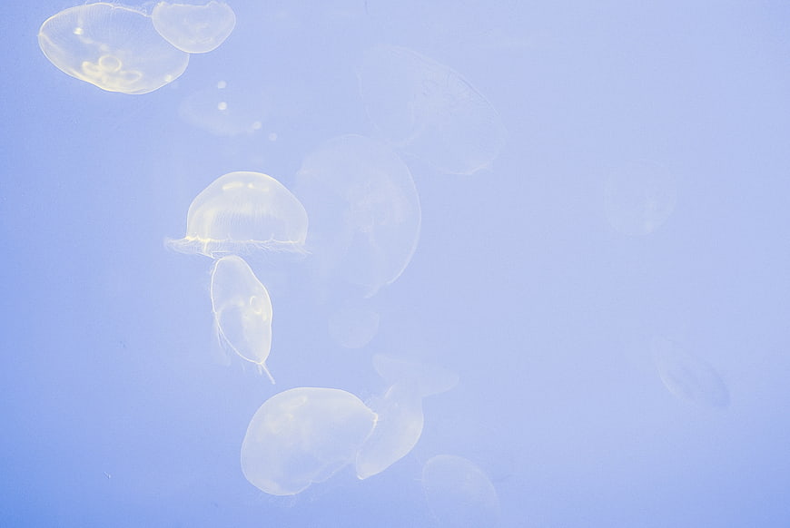 Translucent Moon Jellyfish Floating in Blue Water