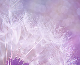 Soft Focus Purple Dandelion Seeds with Bokeh Background