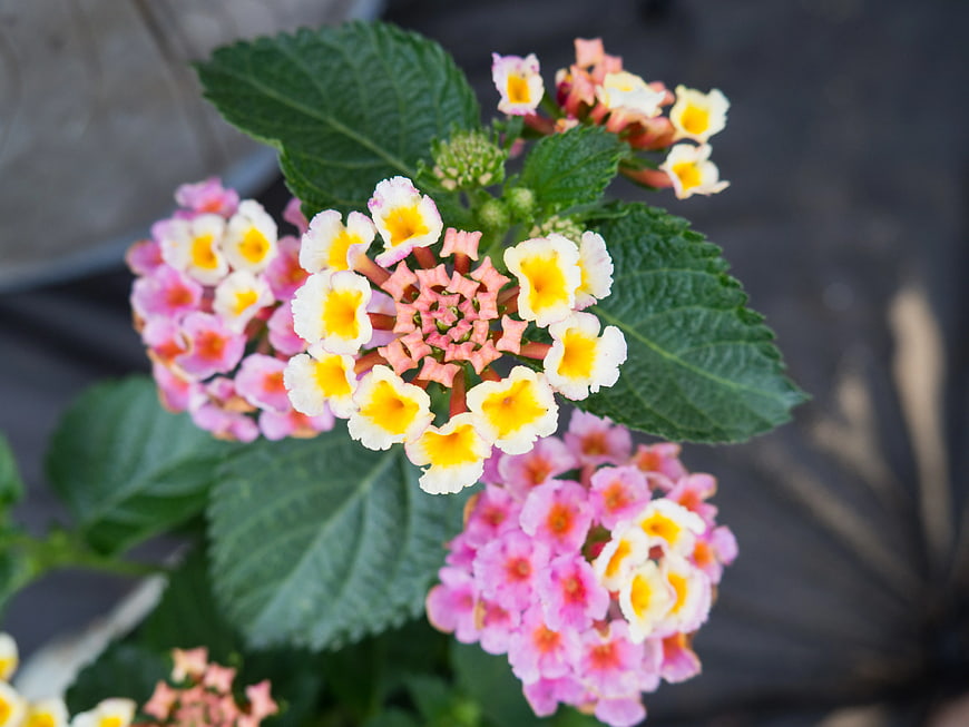 Close-up of colorful Lantana flowers with green leaves