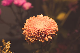Close-up of a vibrant orange chrysanthemum flower