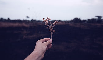 Hand holding dried flower against burnt landscape background