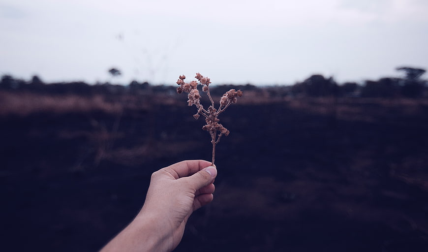 Hand holding dried flower against burnt landscape background