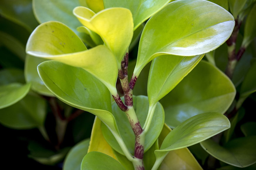 Close-up of glossy green plant leaves with purple stems
