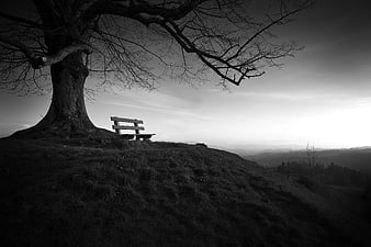 Solitary wooden bench under bare tree on hilltop landscape
