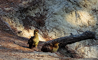 Two fluffy peacock chicks resting on rocky forest ground