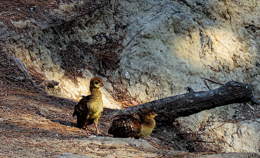 Two fluffy peacock chicks resting on rocky forest ground
