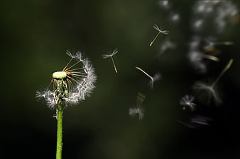 Dandelion seeds blowing in the wind close-up