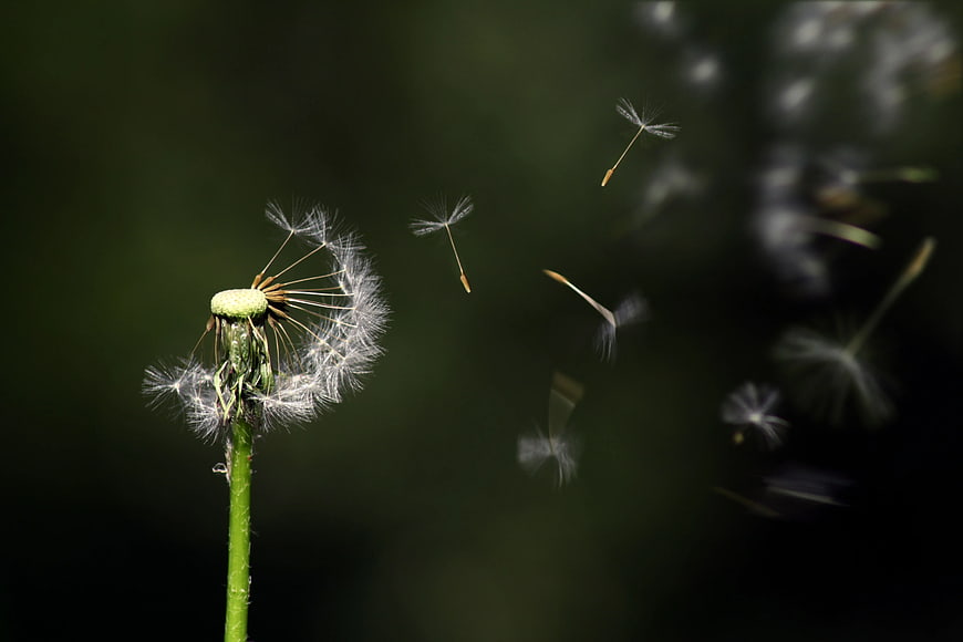 Dandelion seeds blowing in the wind close-up