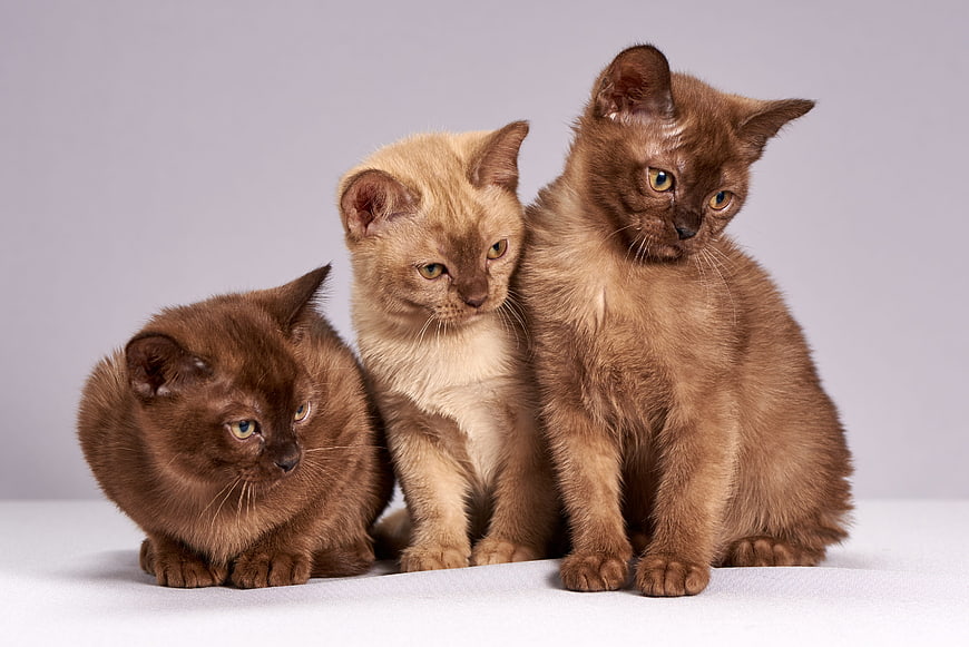 Three cute Burmese kittens sitting together on white background