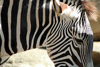 Close-up of Zebra Head with Distinctive Black and White Stripes