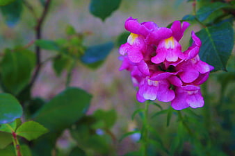 Vibrant Pink Snapdragon Flower in Spring Garden