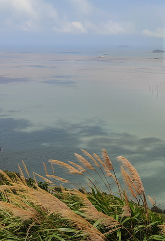 Golden pampas grass swaying by the calm ocean