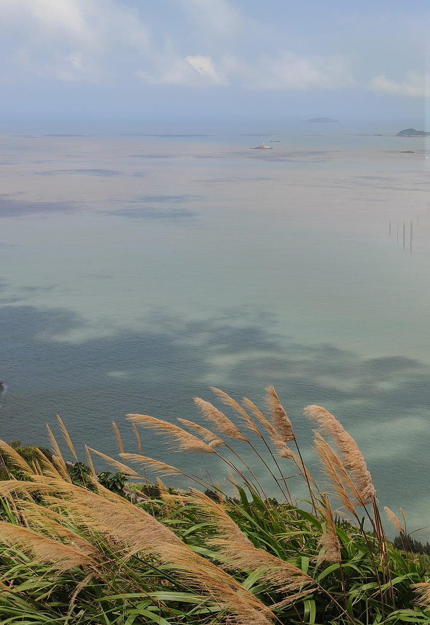 Golden pampas grass swaying by the calm ocean