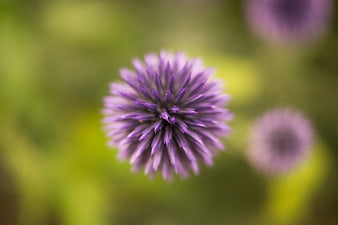 Close-up of purple globe thistle flower with blurred green background