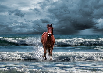 Brown Horse Galloping in Ocean Waves Under Stormy Sky
