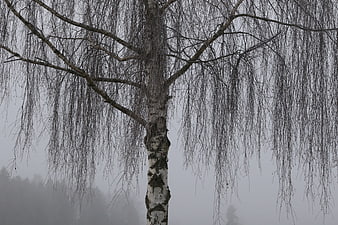 Weeping Birch Tree in Winter Fog